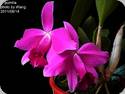 Laelia pumila